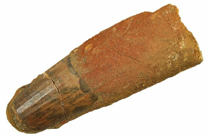 Fossil Spinosaurus Tooth - Feeding Worn Tip #298095
